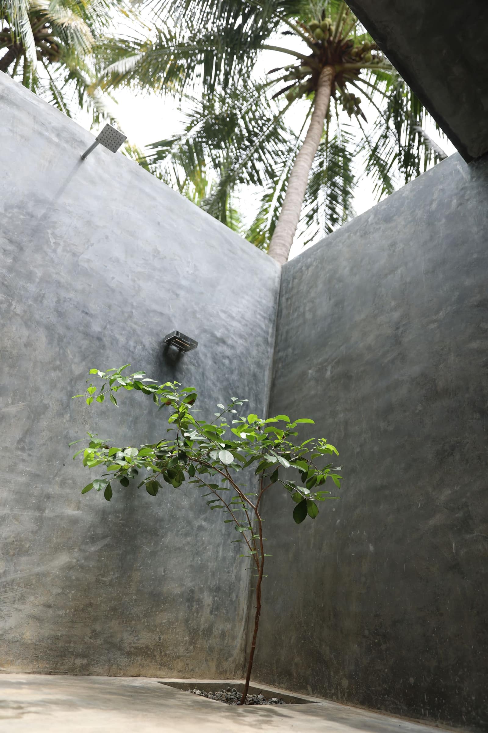 Open-air shower beneath the palms — no roof, just sky