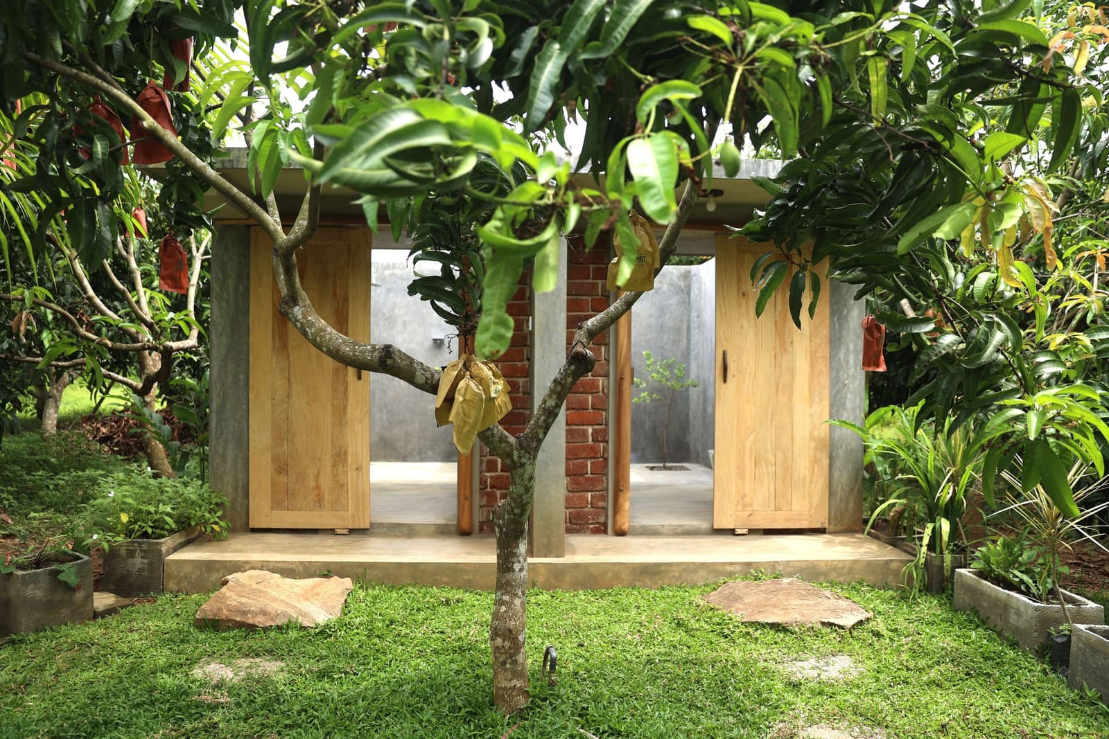 A mango tree growing right between the bathroom doors — fruit threaded through the daily life of the farm