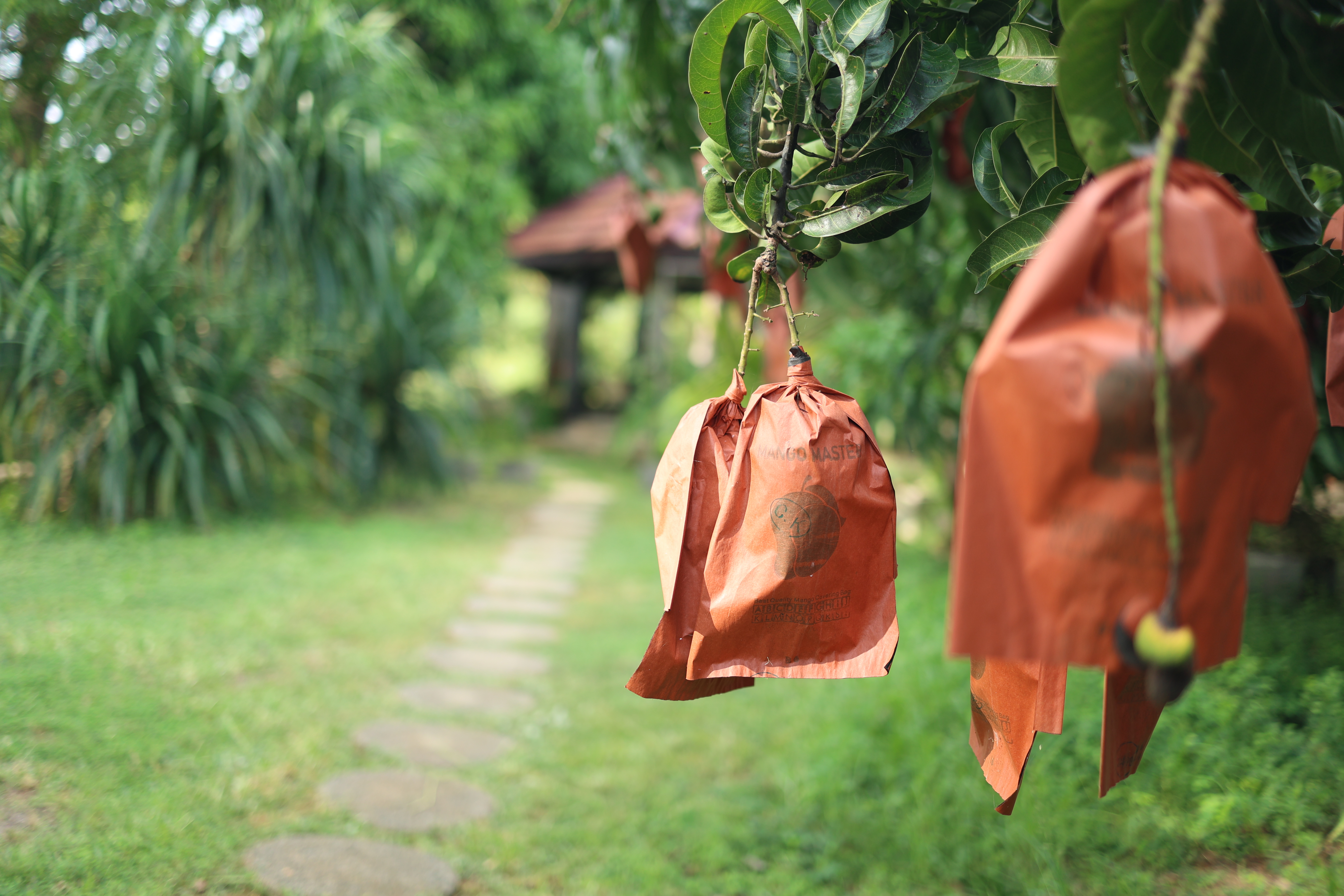 Freshly bagged mangos from the orchard