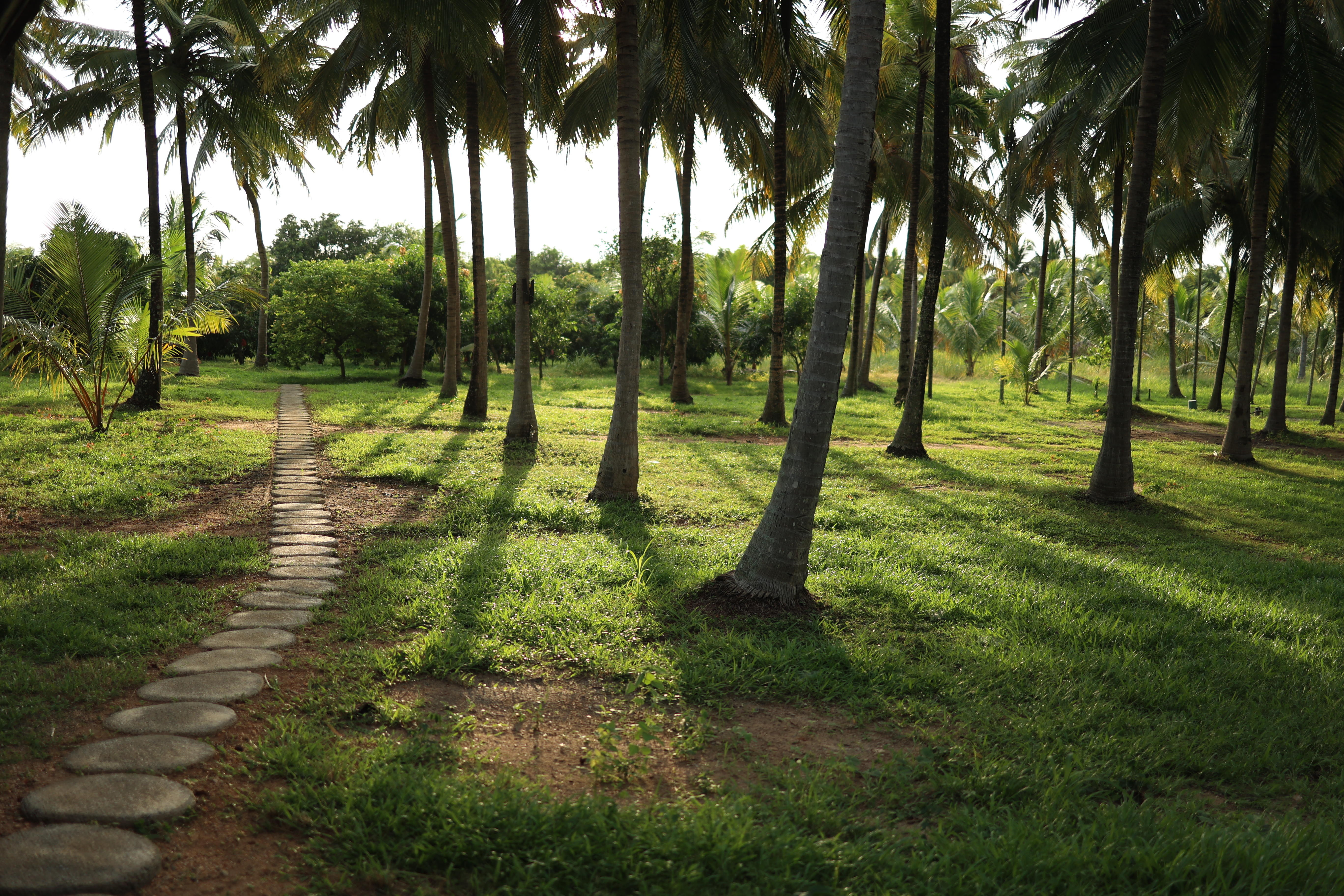Stone path through the mango grove