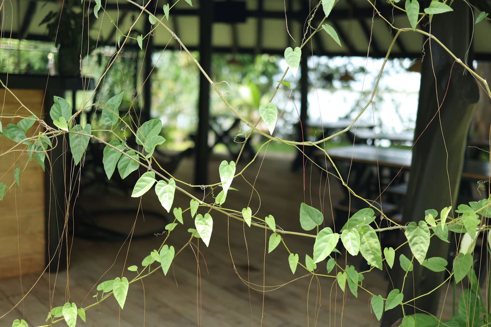 Vines and fruit in the orchard