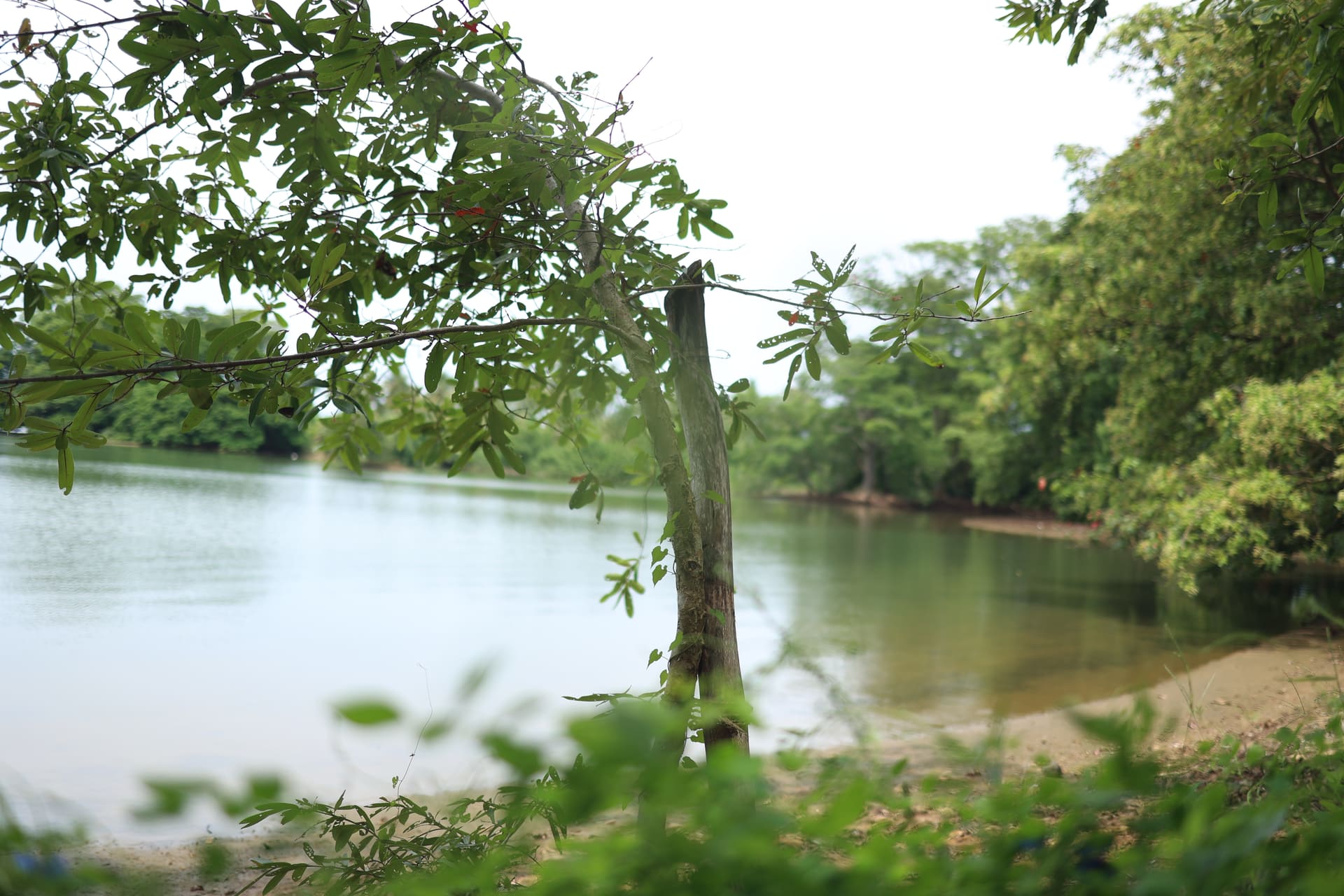 The lake framed through overhanging branches — sandy shore on the right