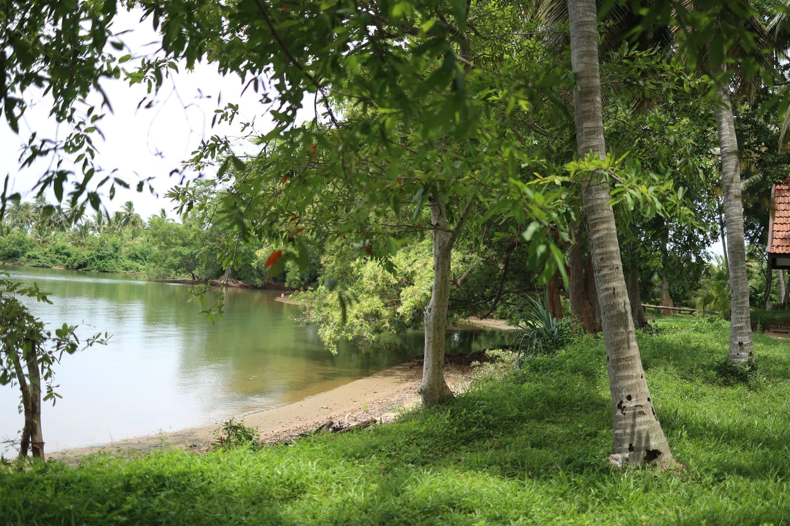 The lakeshore swim spot — palms and calm water