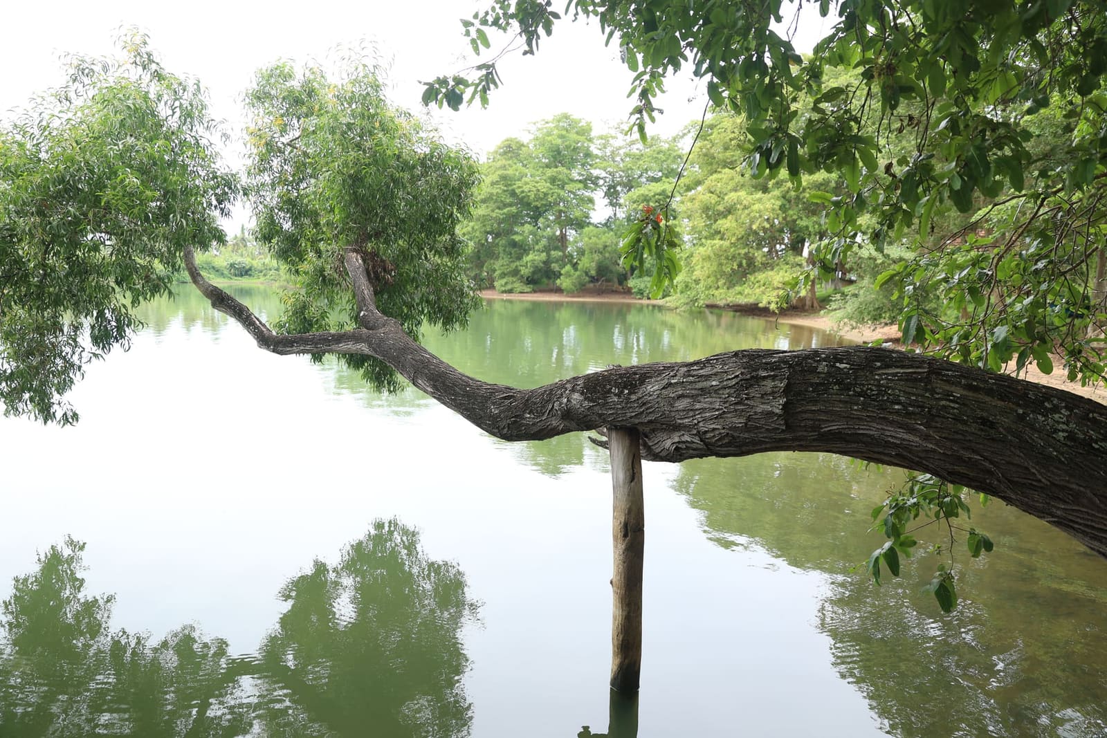 A tree branch leaning over the lake at dawn