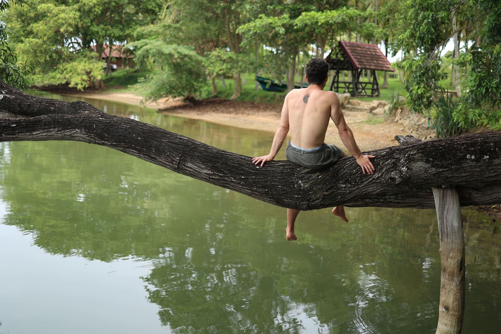 A guest sitting alone on a low branch over the lake at dawn — gazebo on the far bank