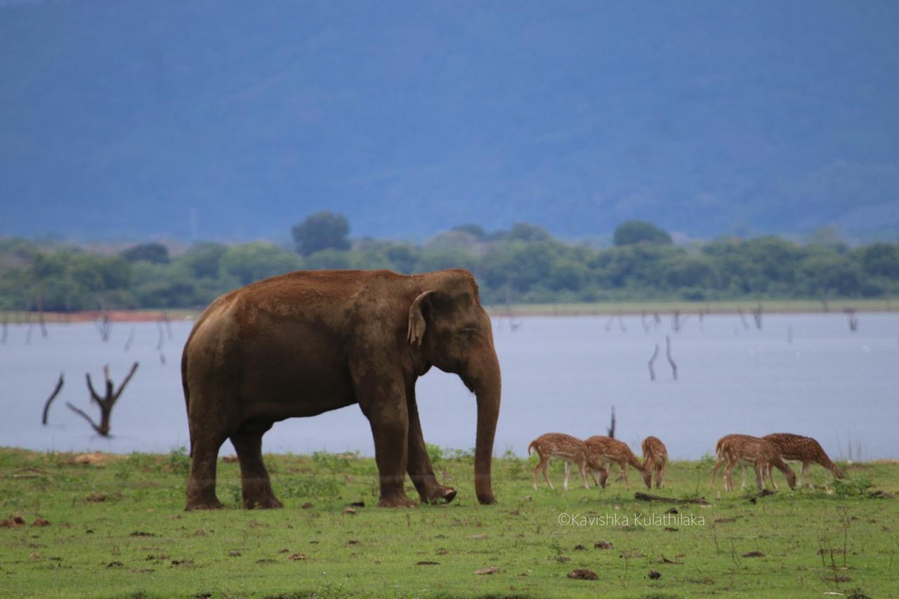 Udawalawe National Park